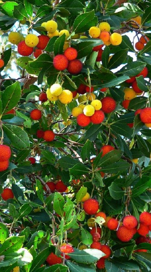 YUMBERRY Myrica rubra RED BAYBERRY China STRAWBERRY TREE Morella